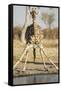 Botswana, Chobe NP, Giraffe Kneeling to Drink at Edge of Water Hole-Paul Souders-Framed Stretched Canvas