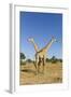 Botswana, Chobe NP, Giraffes Standing Side by Side in Okavango Delta-Paul Souders-Framed Photographic Print