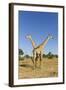 Botswana, Chobe NP, Giraffes Standing Side by Side in Okavango Delta-Paul Souders-Framed Photographic Print