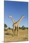 Botswana, Chobe NP, Giraffes Standing Side by Side in Okavango Delta-Paul Souders-Mounted Photographic Print