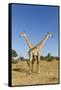 Botswana, Chobe NP, Giraffes Standing Side by Side in Okavango Delta-Paul Souders-Framed Stretched Canvas