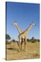 Botswana, Chobe NP, Giraffes Standing Side by Side in Okavango Delta-Paul Souders-Stretched Canvas