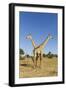 Botswana, Chobe NP, Giraffes Standing Side by Side in Okavango Delta-Paul Souders-Framed Photographic Print