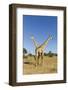 Botswana, Chobe NP, Giraffes Standing Side by Side in Okavango Delta-Paul Souders-Framed Photographic Print