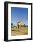 Botswana, Chobe NP, Giraffes Standing Side by Side in Okavango Delta-Paul Souders-Framed Photographic Print