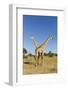 Botswana, Chobe NP, Giraffes Standing Side by Side in Okavango Delta-Paul Souders-Framed Photographic Print