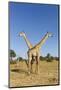 Botswana, Chobe NP, Giraffes Standing Side by Side in Okavango Delta-Paul Souders-Mounted Photographic Print
