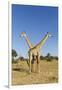 Botswana, Chobe NP, Giraffes Standing Side by Side in Okavango Delta-Paul Souders-Framed Photographic Print