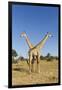 Botswana, Chobe NP, Giraffes Standing Side by Side in Okavango Delta-Paul Souders-Framed Photographic Print