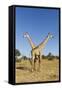 Botswana, Chobe NP, Giraffes Standing Side by Side in Okavango Delta-Paul Souders-Framed Stretched Canvas