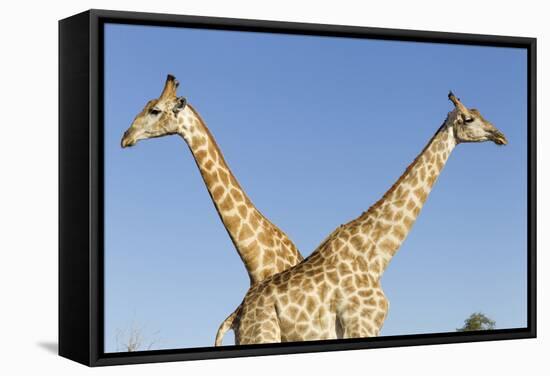 Botswana, Chobe NP, Giraffes Standing Side by Side in Okavango Delta-Paul Souders-Framed Stretched Canvas