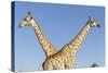 Botswana, Chobe NP, Giraffes Standing Side by Side in Okavango Delta-Paul Souders-Stretched Canvas