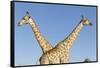 Botswana, Chobe NP, Giraffes Standing Side by Side in Okavango Delta-Paul Souders-Framed Stretched Canvas