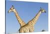 Botswana, Chobe NP, Giraffes Standing Side by Side in Okavango Delta-Paul Souders-Stretched Canvas