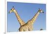 Botswana, Chobe NP, Giraffes Standing Side by Side in Okavango Delta-Paul Souders-Framed Premium Photographic Print