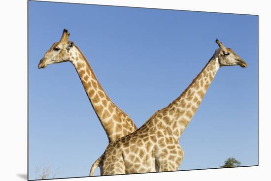 Botswana, Chobe NP, Giraffes Standing Side by Side in Okavango Delta-Paul Souders-Mounted Premium Photographic Print