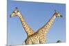 Botswana, Chobe NP, Giraffes Standing Side by Side in Okavango Delta-Paul Souders-Mounted Premium Photographic Print