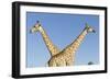 Botswana, Chobe NP, Giraffes Standing Side by Side in Okavango Delta-Paul Souders-Framed Photographic Print