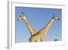 Botswana, Chobe NP, Giraffes Standing Side by Side in Okavango Delta-Paul Souders-Framed Photographic Print