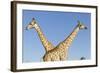 Botswana, Chobe NP, Giraffes Standing Side by Side in Okavango Delta-Paul Souders-Framed Photographic Print