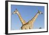 Botswana, Chobe NP, Giraffes Standing Side by Side in Okavango Delta-Paul Souders-Framed Photographic Print