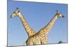 Botswana, Chobe NP, Giraffes Standing Side by Side in Okavango Delta-Paul Souders-Mounted Photographic Print