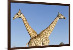 Botswana, Chobe NP, Giraffes Standing Side by Side in Okavango Delta-Paul Souders-Framed Photographic Print