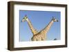 Botswana, Chobe NP, Giraffes Standing Side by Side in Okavango Delta-Paul Souders-Framed Photographic Print