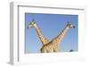 Botswana, Chobe NP, Giraffes Standing Side by Side in Okavango Delta-Paul Souders-Framed Photographic Print