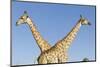 Botswana, Chobe NP, Giraffes Standing Side by Side in Okavango Delta-Paul Souders-Mounted Photographic Print