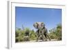 Botswana, Chobe NP, Herd of African Elephants Walking in Mopane Forest-Paul Souders-Framed Photographic Print