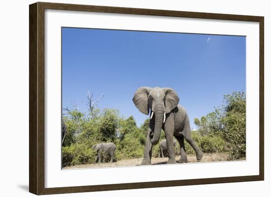 Botswana, Chobe NP, Herd of African Elephants Walking in Mopane Forest-Paul Souders-Framed Photographic Print