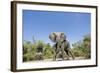 Botswana, Chobe NP, Herd of African Elephants Walking in Mopane Forest-Paul Souders-Framed Photographic Print