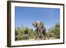 Botswana, Chobe NP, Herd of African Elephants Walking in Mopane Forest-Paul Souders-Framed Photographic Print