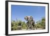 Botswana, Chobe NP, Herd of African Elephants Walking in Mopane Forest-Paul Souders-Framed Photographic Print