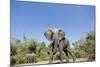 Botswana, Chobe NP, Herd of African Elephants Walking in Mopane Forest-Paul Souders-Mounted Photographic Print