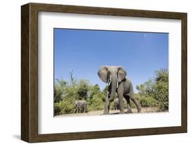 Botswana, Chobe NP, Herd of African Elephants Walking in Mopane Forest-Paul Souders-Framed Photographic Print
