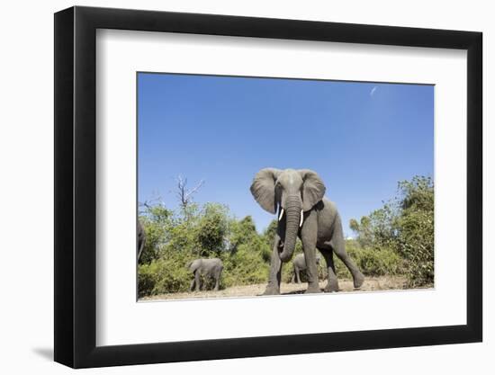 Botswana, Chobe NP, Herd of African Elephants Walking in Mopane Forest-Paul Souders-Framed Photographic Print