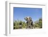 Botswana, Chobe NP, Herd of African Elephants Walking in Mopane Forest-Paul Souders-Framed Photographic Print