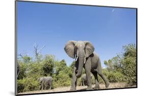 Botswana, Chobe NP, Herd of African Elephants Walking in Mopane Forest-Paul Souders-Mounted Photographic Print