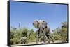 Botswana, Chobe NP, Herd of African Elephants Walking in Mopane Forest-Paul Souders-Framed Stretched Canvas