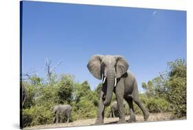 Botswana, Chobe NP, Herd of African Elephants Walking in Mopane Forest-Paul Souders-Stretched Canvas
