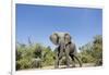 Botswana, Chobe NP, Herd of African Elephants Walking in Mopane Forest-Paul Souders-Framed Photographic Print