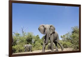 Botswana, Chobe NP, Herd of African Elephants Walking in Mopane Forest-Paul Souders-Framed Photographic Print