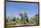 Botswana, Chobe NP, Herd of African Elephants Walking in Mopane Forest-Paul Souders-Framed Photographic Print