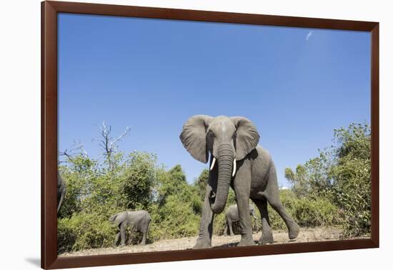 Botswana, Chobe NP, Herd of African Elephants Walking in Mopane Forest-Paul Souders-Framed Photographic Print