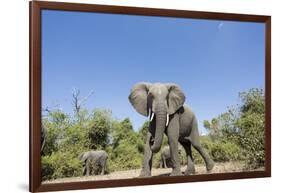 Botswana, Chobe NP, Herd of African Elephants Walking in Mopane Forest-Paul Souders-Framed Photographic Print