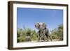 Botswana, Chobe NP, Herd of African Elephants Walking in Mopane Forest-Paul Souders-Framed Photographic Print