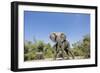 Botswana, Chobe NP, Herd of African Elephants Walking in Mopane Forest-Paul Souders-Framed Photographic Print