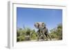 Botswana, Chobe NP, Herd of African Elephants Walking in Mopane Forest-Paul Souders-Framed Photographic Print